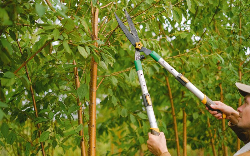 Tree trimming in Vega Baja, PR